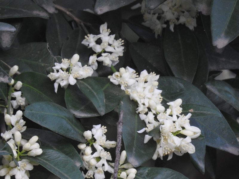 Atalantia monophylla, photographed by Suhel Quader