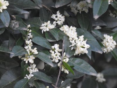 Atalantia monophylla, photographed by Suhel Quader