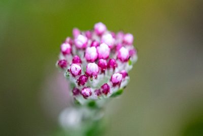 Metalasia cymbifolia, photographed by magriet b