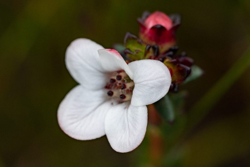 Adenandra viscida, photographed by magriet b