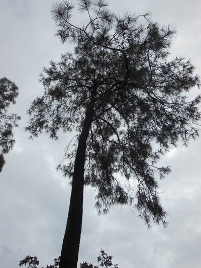 Pinus luzmariae, photographed by M. Socorro González Elizondo