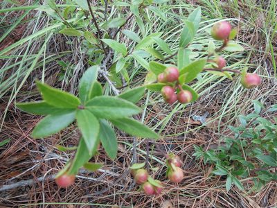 Vaccinium stenophyllum, photographed by M. Socorro González Elizondo