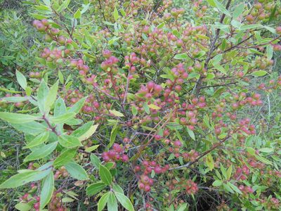 Vaccinium stenophyllum, photographed by M. Socorro González Elizondo