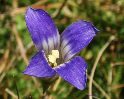 Gentianopsis holopetala, photographed by tomhilton