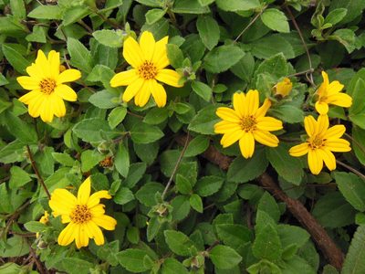 Wedelia mexicana, photographed by M. Socorro González Elizondo