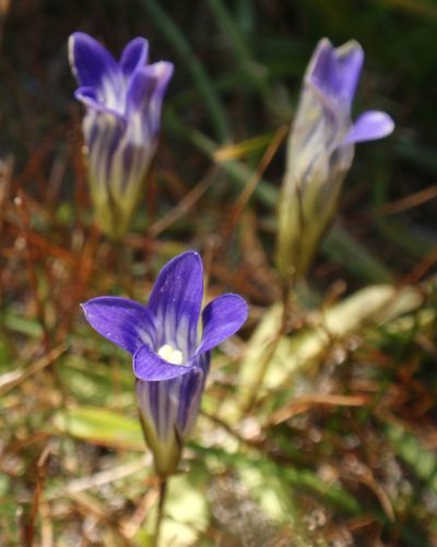 Gentianopsis holopetala, photographed by tomhilton