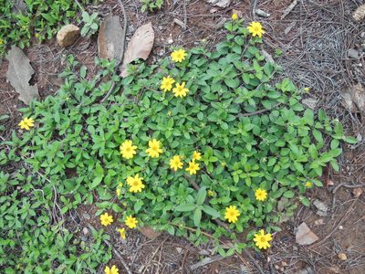 Wedelia mexicana, photographed by M. Socorro González Elizondo