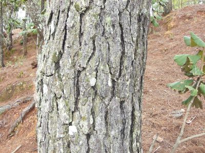 Pinus herrerae, photographed by M. Socorro González Elizondo