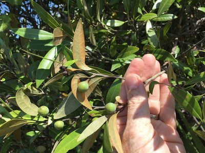 Persea humilis, photographed by Alan Weakley