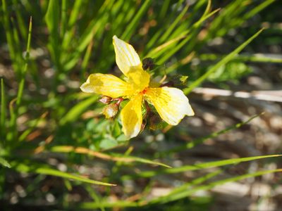 Hypericum richeri, photographed by silk128