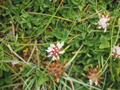 Trifolium thalii, photographed by silk128