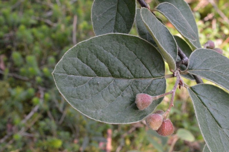 Cotoneaster tomentosus, photographed by Irene Saltini