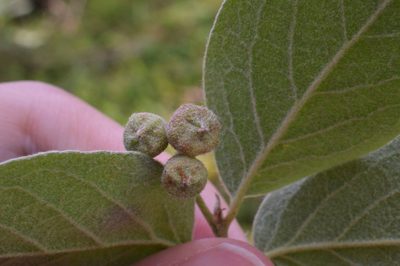 Cotoneaster tomentosus, photographed by Irene Saltini
