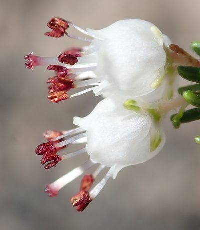 Erica simulans, photographed by Nicola van Berkel