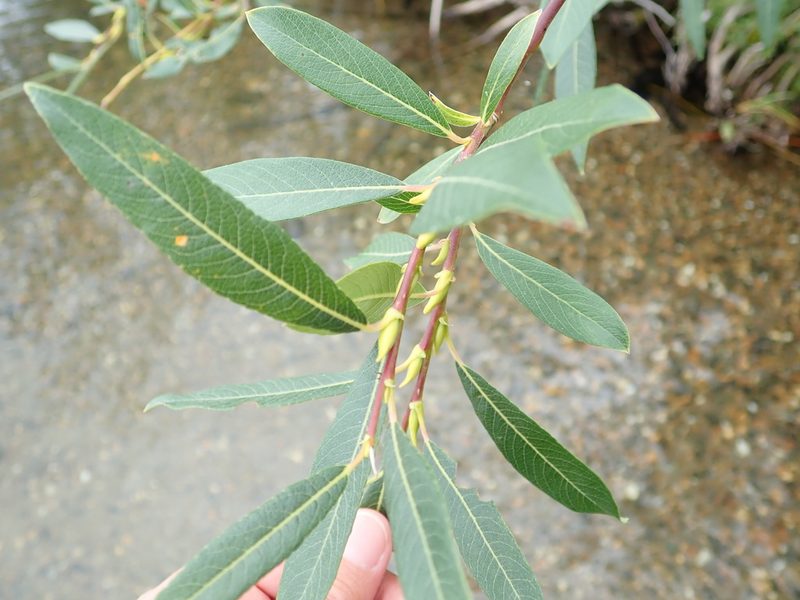 Salix drummondiana, photographed by Bev McBride