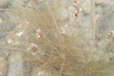 Stuckenia filiformis, photographed by Bev McBride