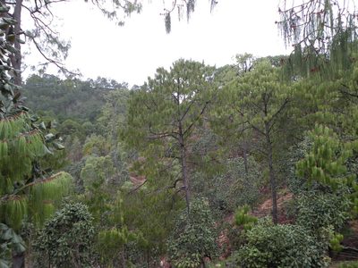 Pinus lumholtzii, photographed by M. Socorro González Elizondo