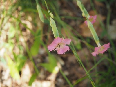 Dianthus virgineus, photographed by silk128