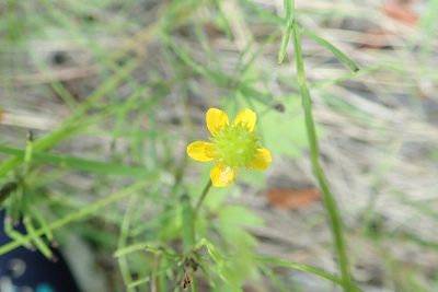 Ranunculus macounii, photographed by Bev McBride