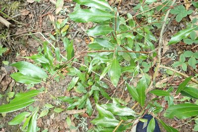 Salix planifolia, photographed by Bev McBride