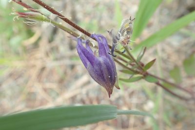 Aquilegia brevistyla, photographed by Bev McBride