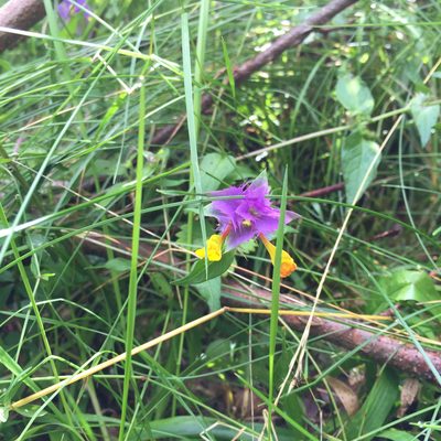 Melampyrum bihariense, photographed by Conrad Altmann