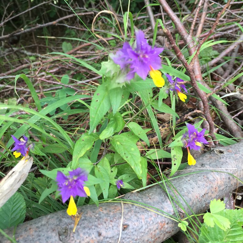 Melampyrum bihariense, photographed by Conrad Altmann