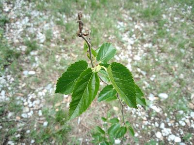 Morus nigra, photographed by Leticia Jiménez Hernández