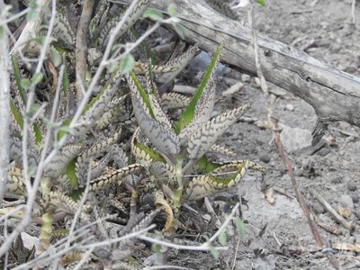 Kalanchoe daigremontiana, photographed by Sandino Guerrero