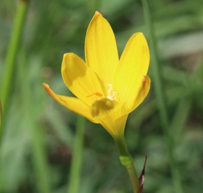 Zephyranthes citrina, photographed by Lauren McLaurin
