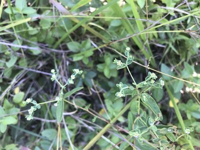 Euphorbia pubentissima, photographed by Brandon Wheeler