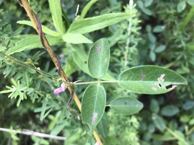 Galactia regularis, photographed by Brandon Wheeler