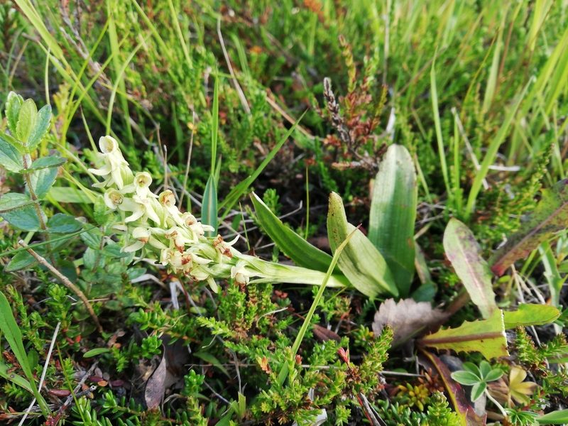 Platanthera hyperborea, photographed by Ditte Grube Barild
