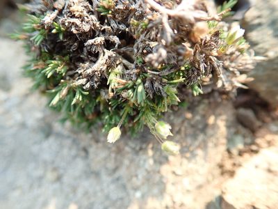Pseudocherleria macrocarpa, photographed by Bev McBride