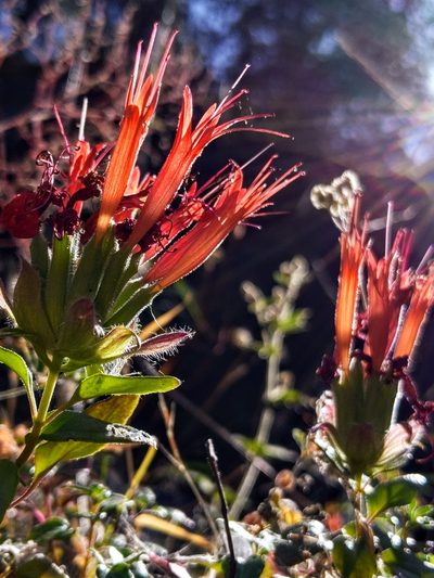Monardella macrantha, photographed by Alex Heyman