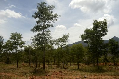 Hardwickia binata, photographed by P Jeganathan