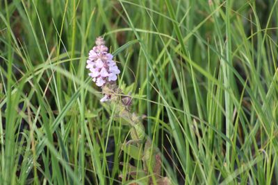 Stachys pilosa, photographed by msieges