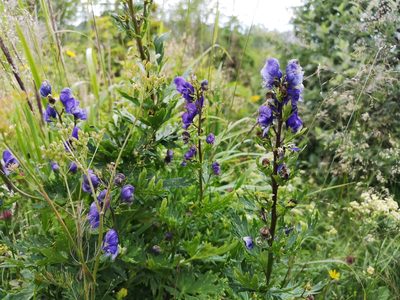 Aconitum firmum, photographed by Jens-Christian Svenning