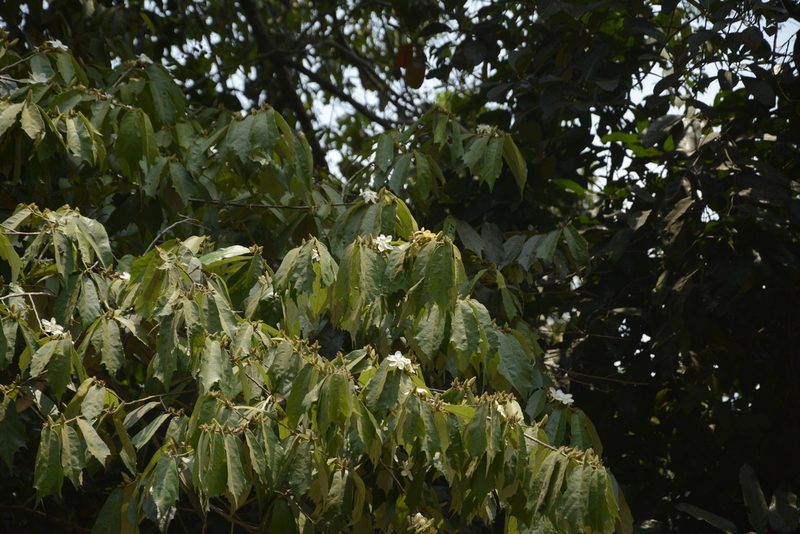 Pterospermum reticulatum, photographed by Siddarth Machado