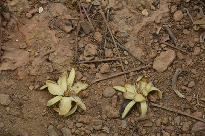 Pterospermum reticulatum, photographed by Siddarth Machado