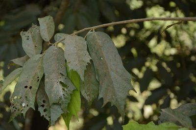 Pterospermum reticulatum, photographed by Siddarth Machado