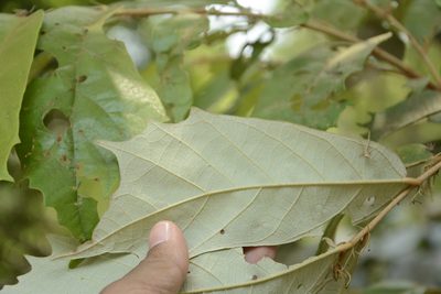 Pterospermum reticulatum, photographed by Siddarth Machado
