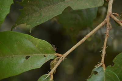 Pterospermum reticulatum, photographed by Siddarth Machado