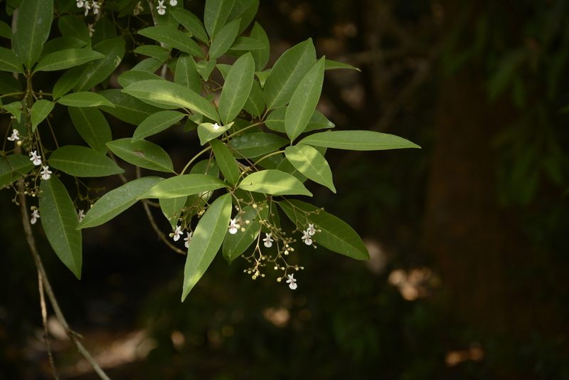 Vitex leucoxylon, photographed by Siddarth Machado