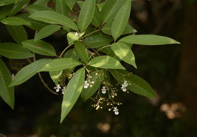 Vitex leucoxylon, photographed by Siddarth Machado