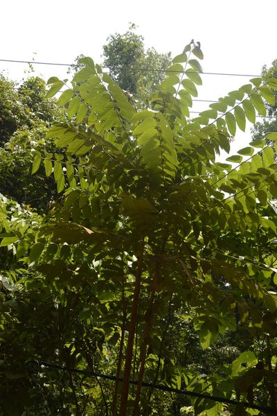 Pajanelia longifolia, photographed by Siddarth Machado