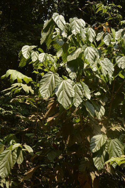 Pterygota alata, photographed by Siddarth Machado