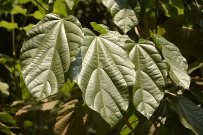 Pterygota alata, photographed by Siddarth Machado