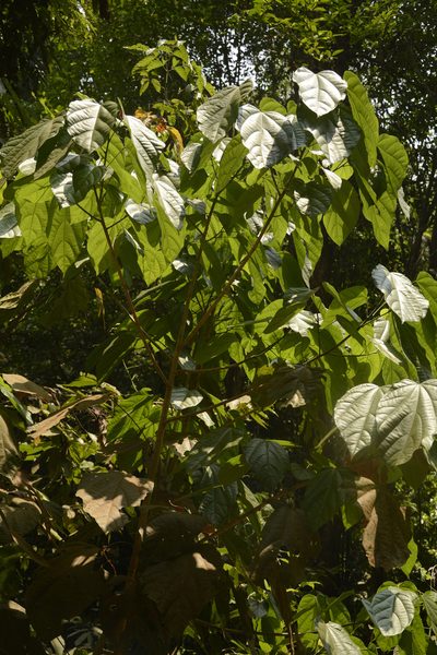 Pterygota alata, photographed by Siddarth Machado
