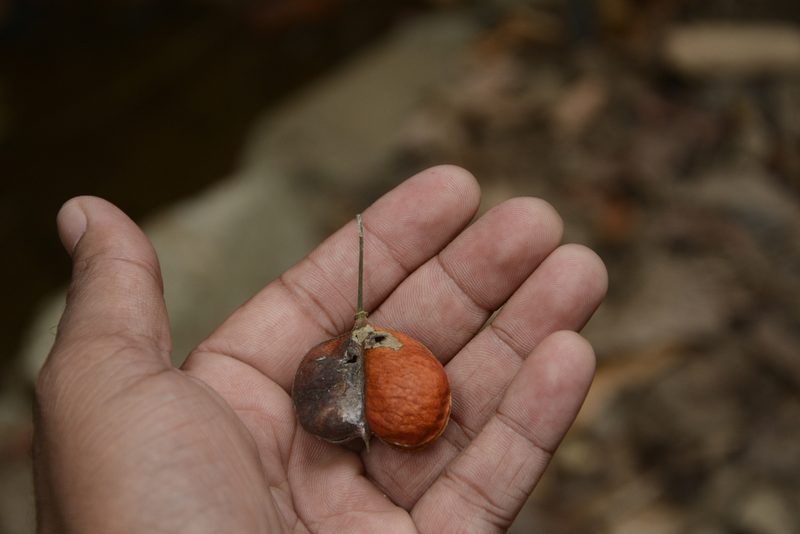 Harpullia arborea, photographed by Siddarth Machado